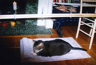 owenplans.jpg (52271 bytes)