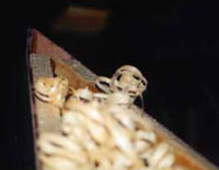 bevel2.jpg (12521 bytes)